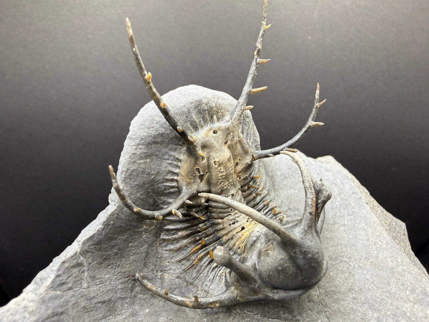 Ceratarges Trilobite