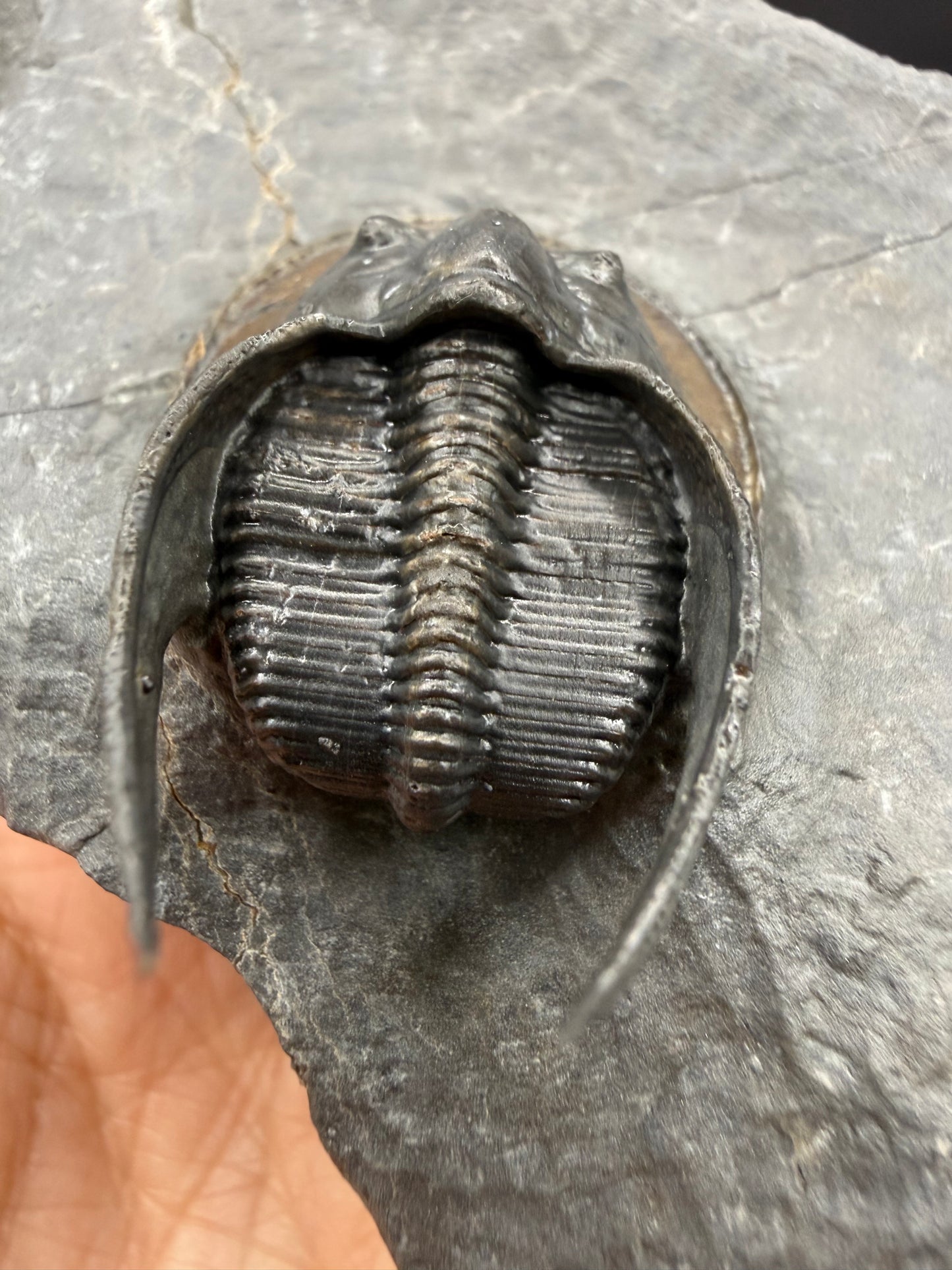 Harpes Trilobite