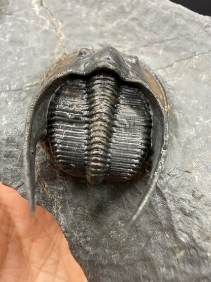 Harpes Trilobite