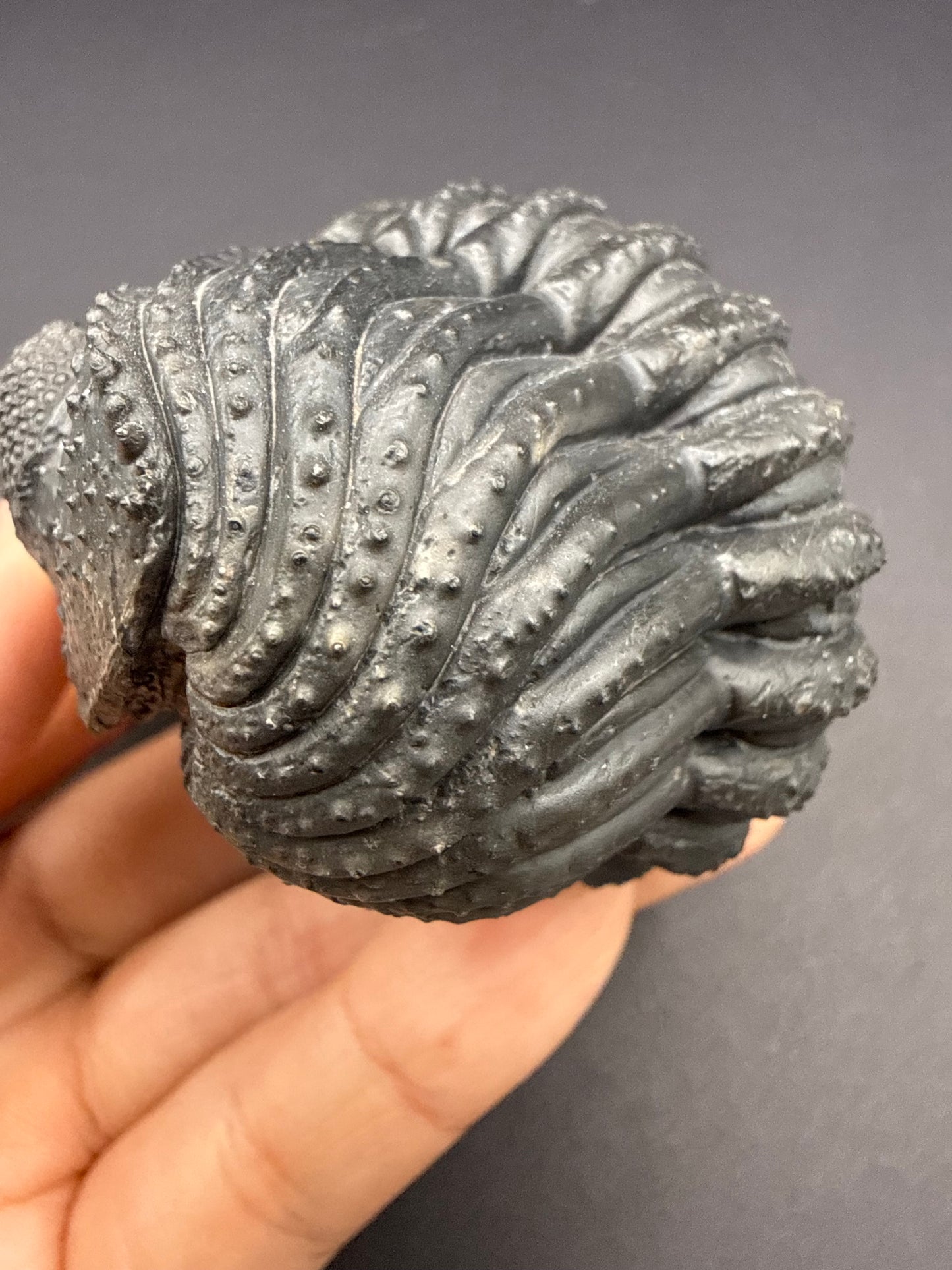 Drotops Trilobite