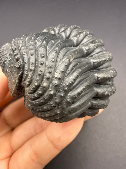 Drotops Trilobite