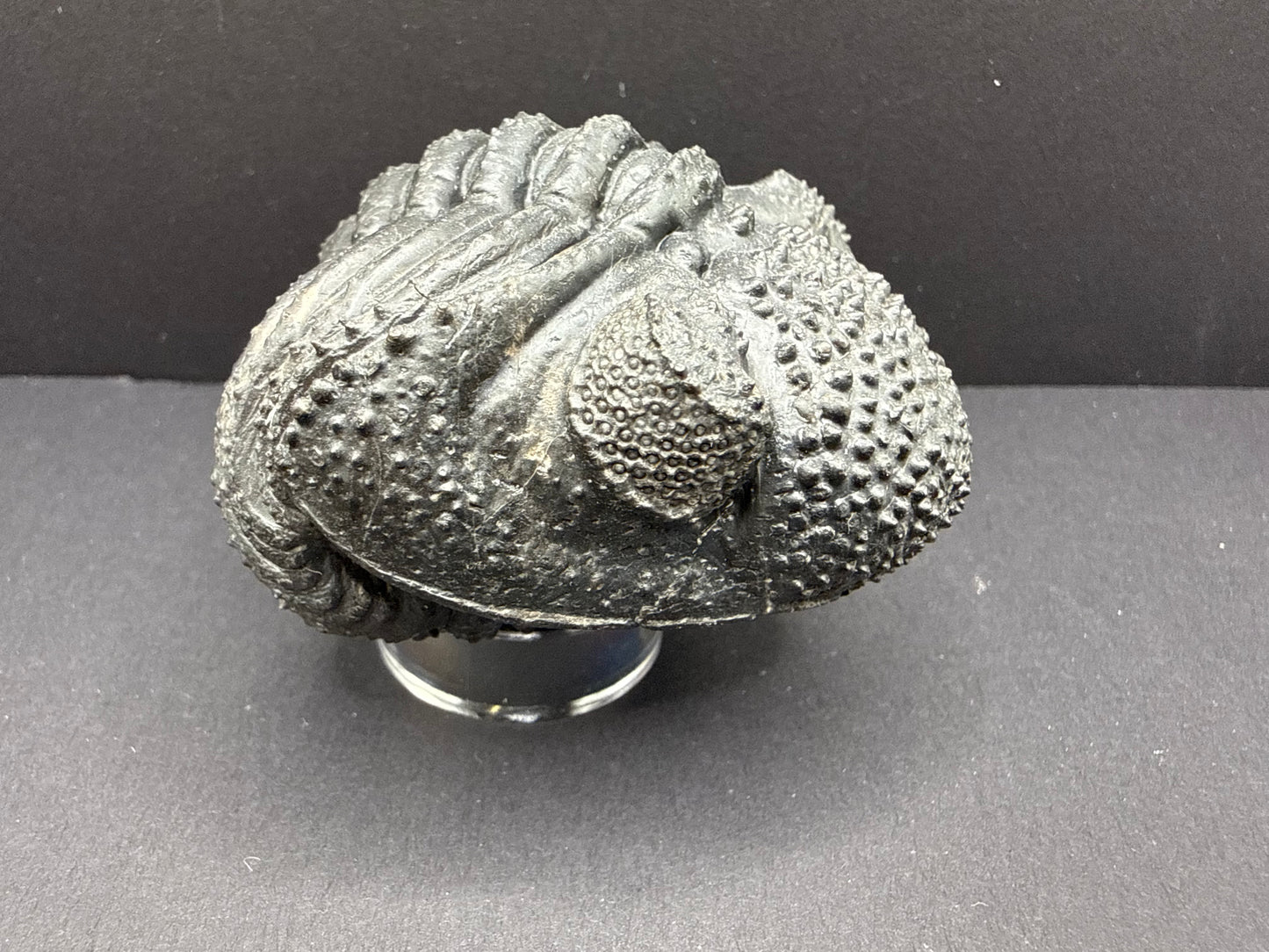 Drotops Trilobite