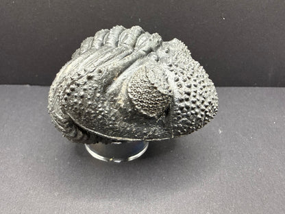 Drotops Trilobite