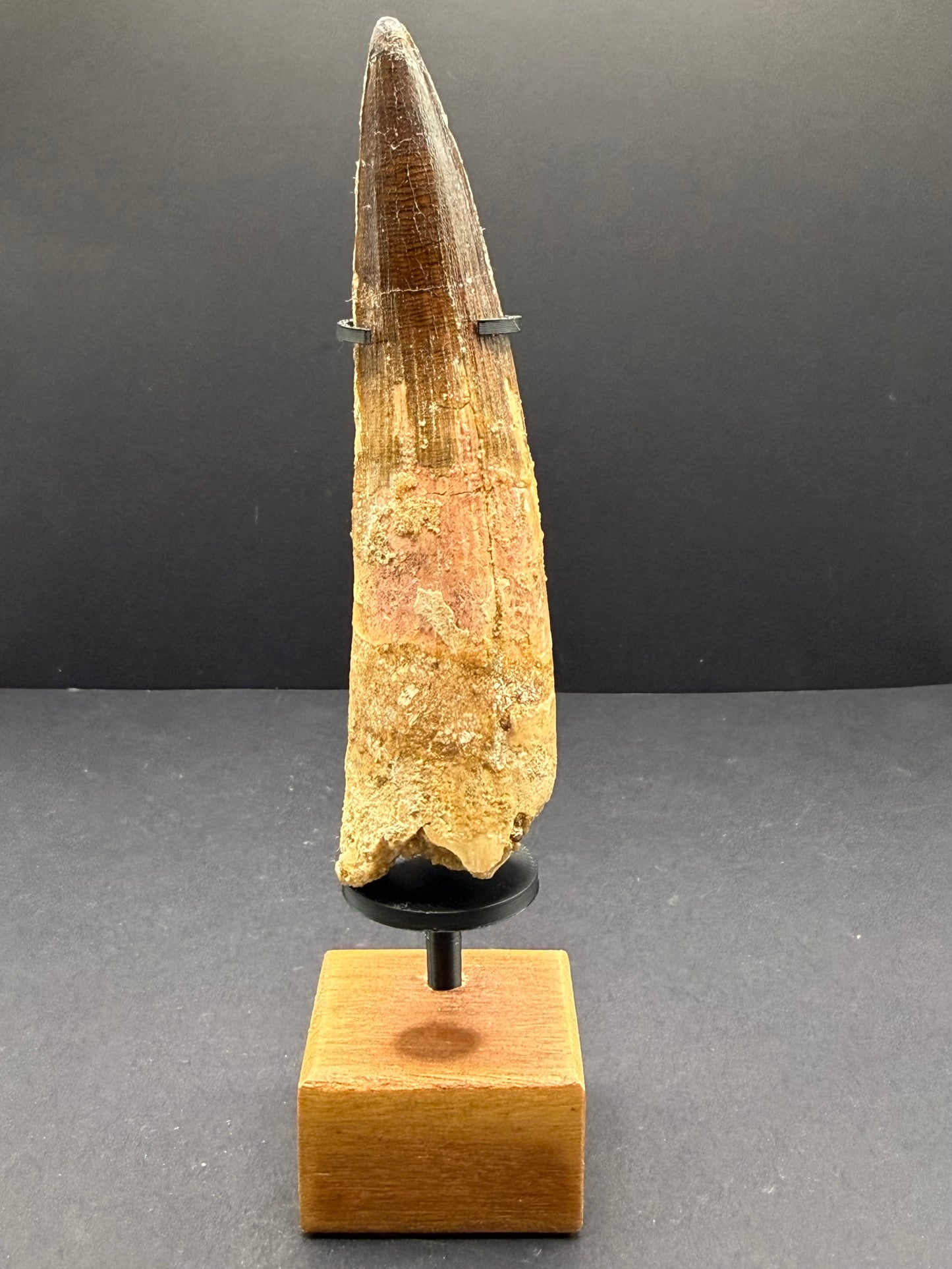 Spinosaurus Tooth
