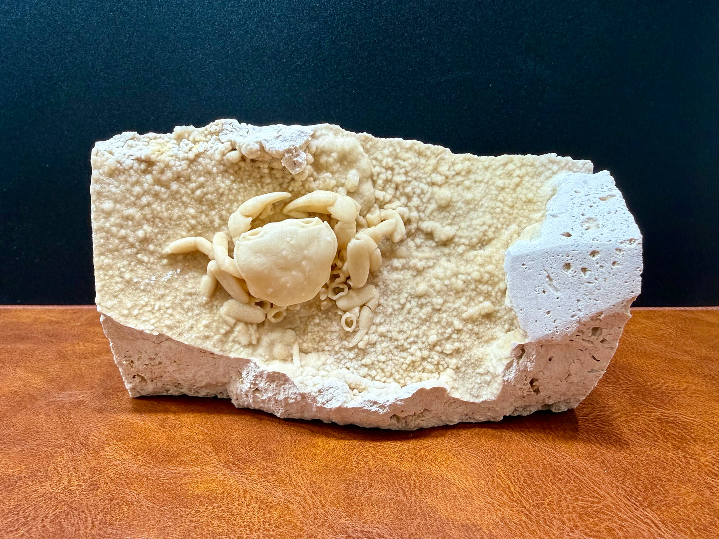 Potamon Fossilized Crab