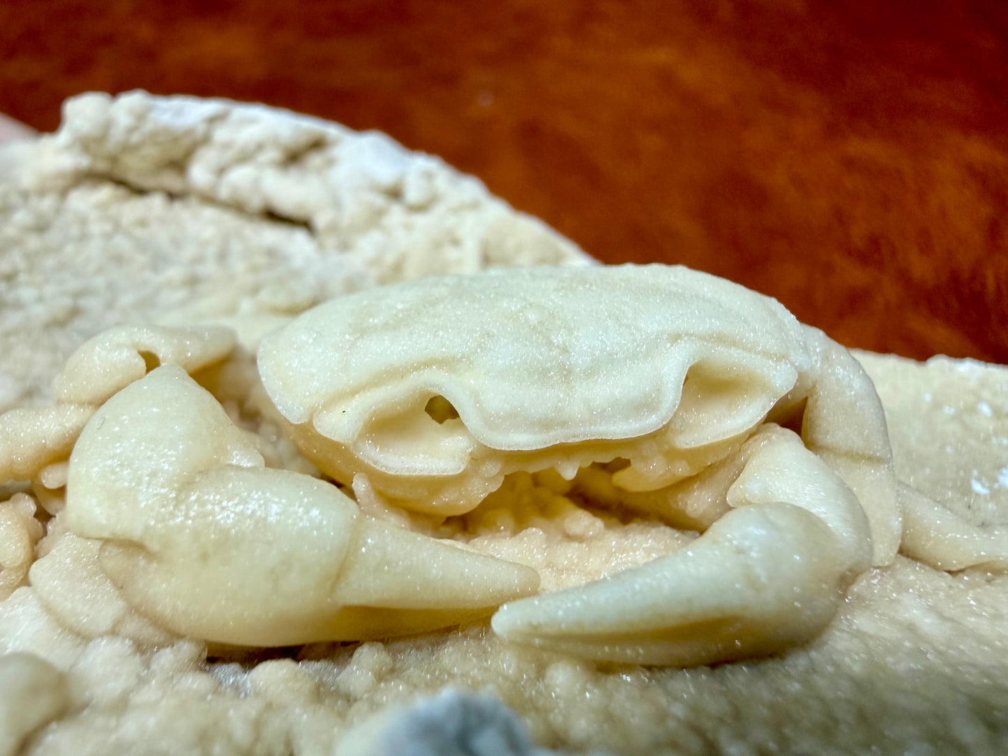 Potamon Fossilized Crab