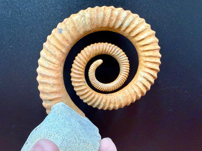 Anetoceras Ammonite
