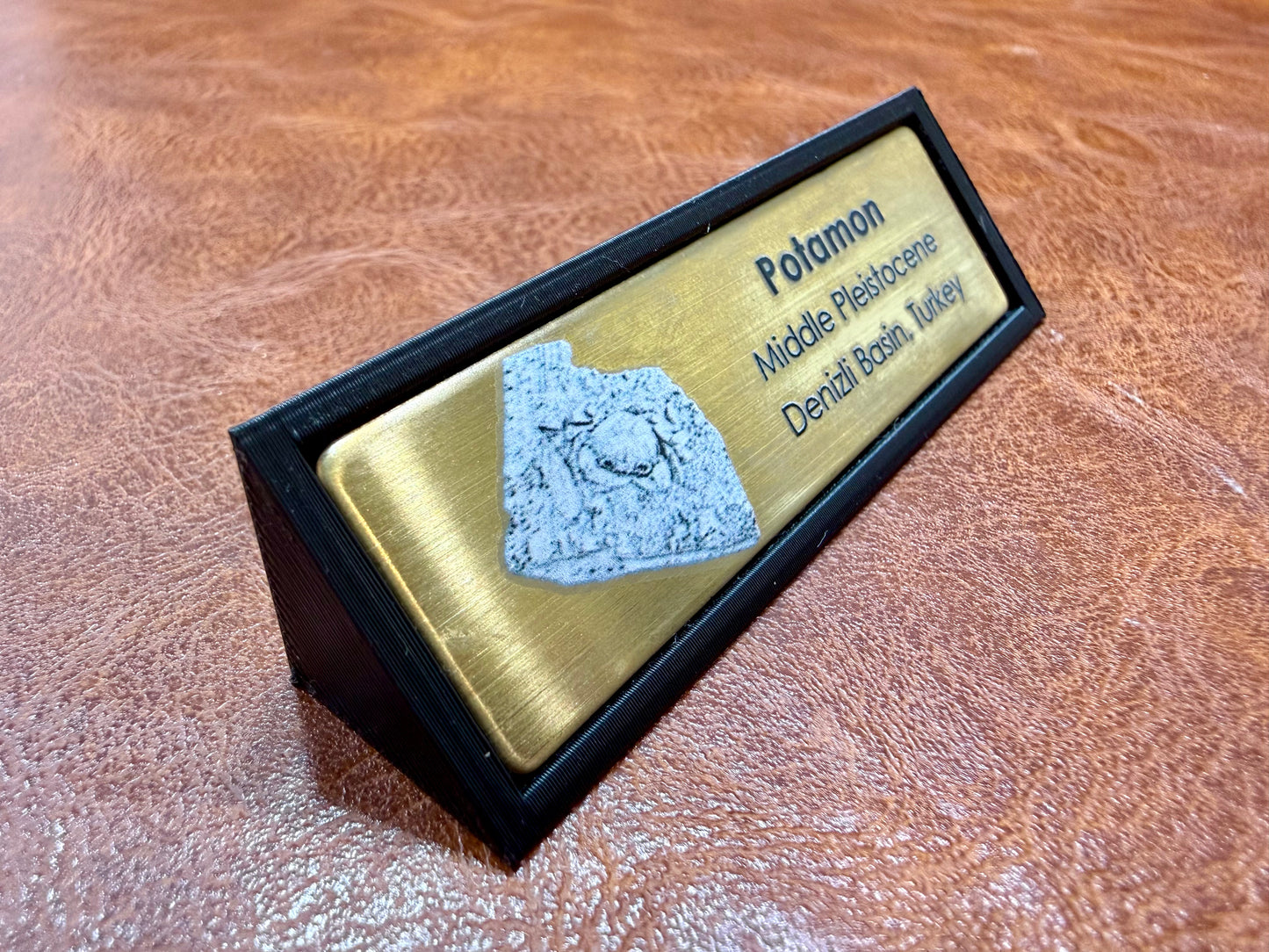Potamon Fossilized Crab