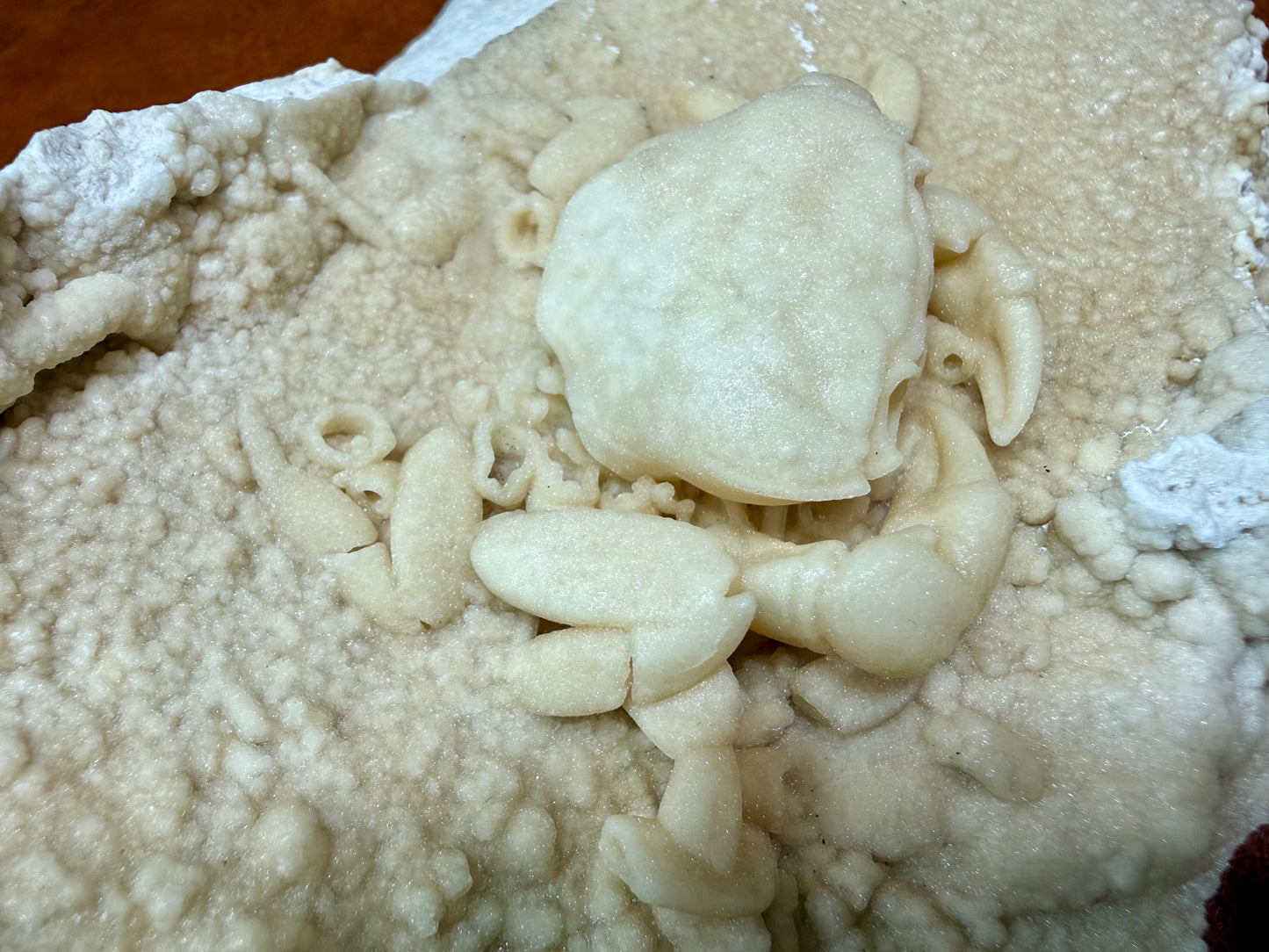 Potamon Fossilized Crab