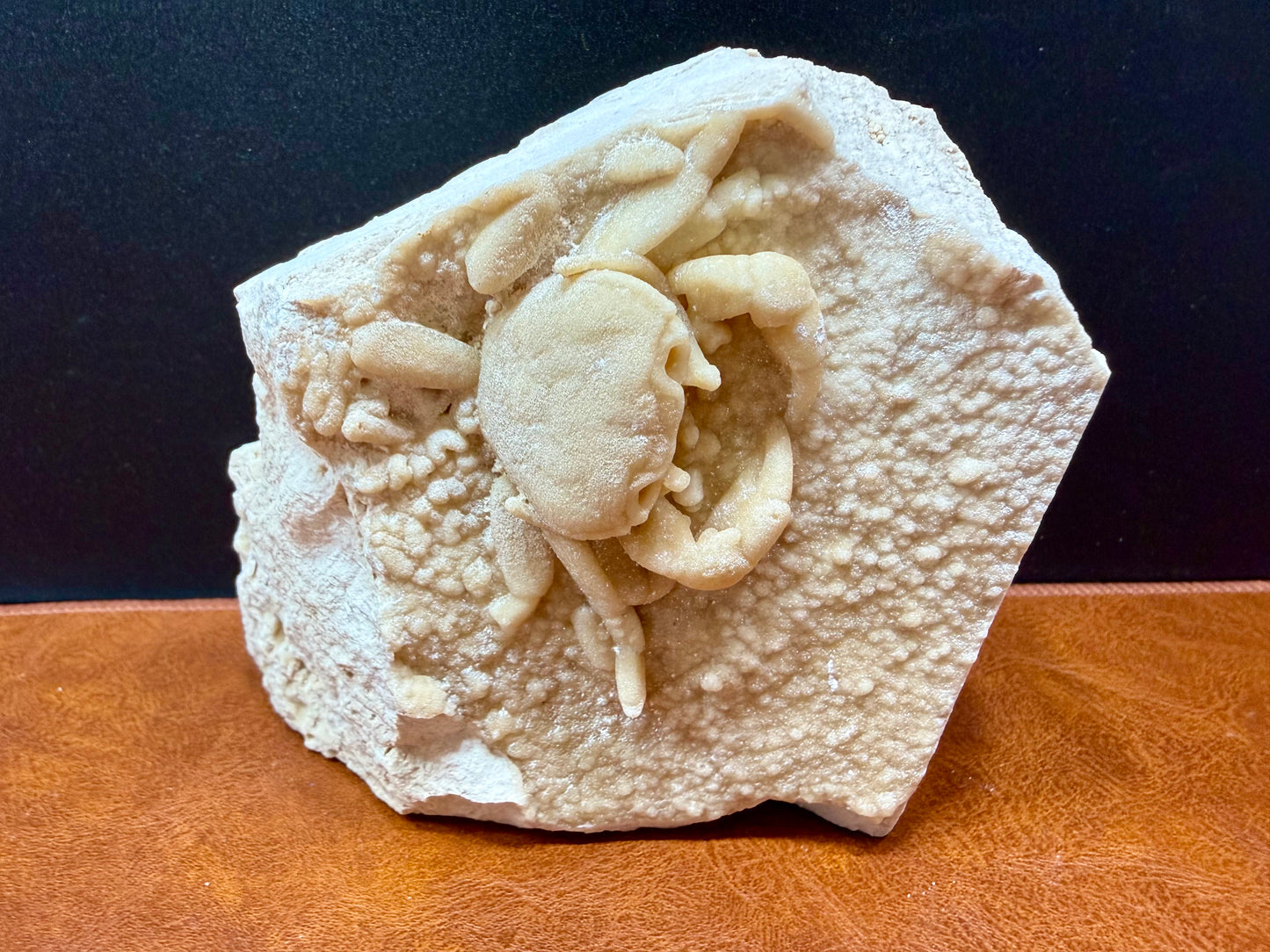 Potamon Fossilized Crab