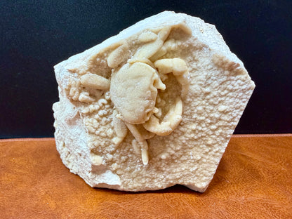 Potamon Fossilized Crab