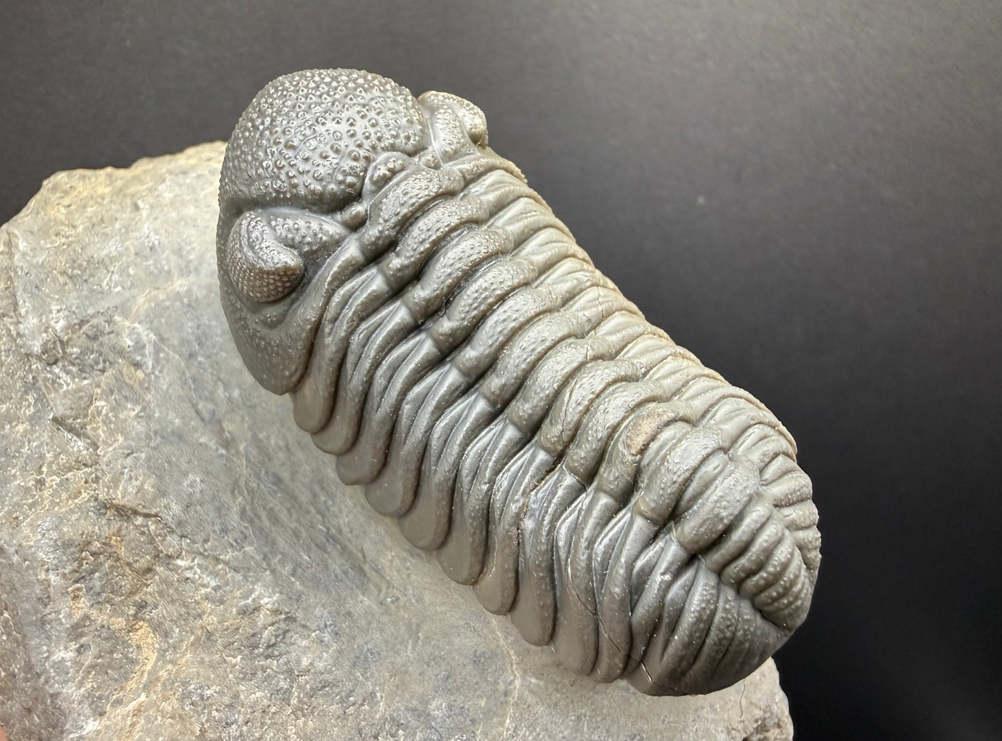 Mocroccops Trilobite