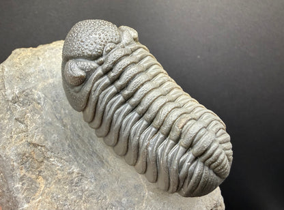 Mocroccops Trilobite