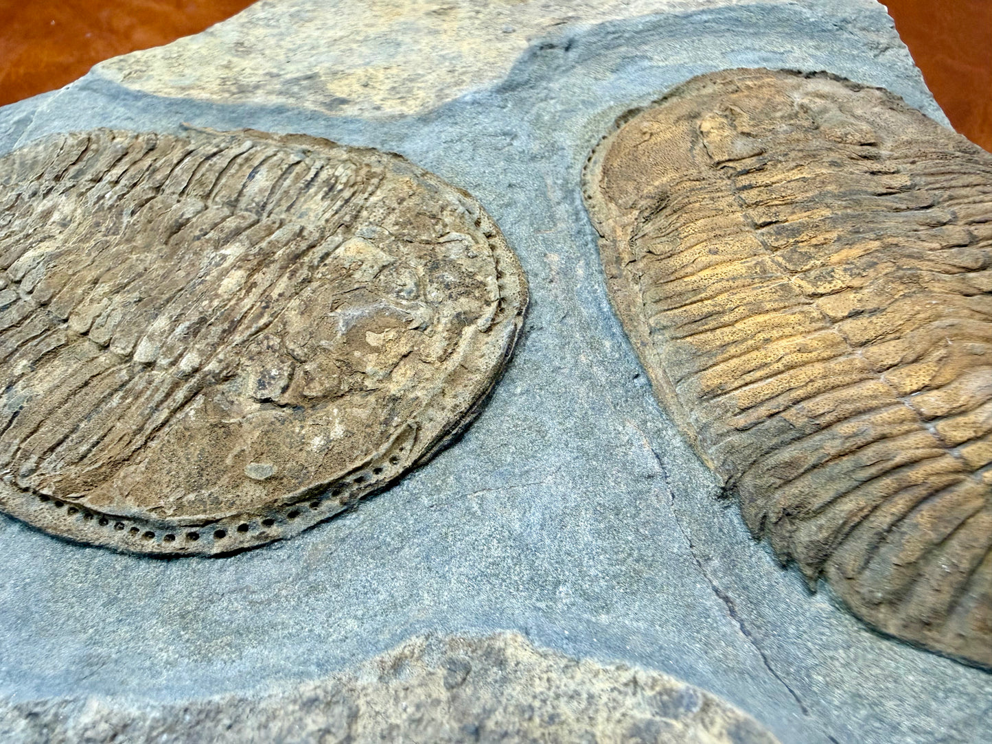Prionocheilus Ordovician Trilobite