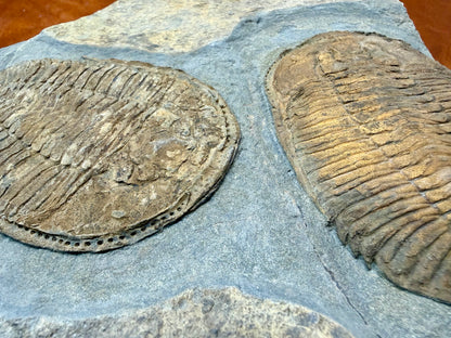 Prionocheilus Ordovician Trilobite