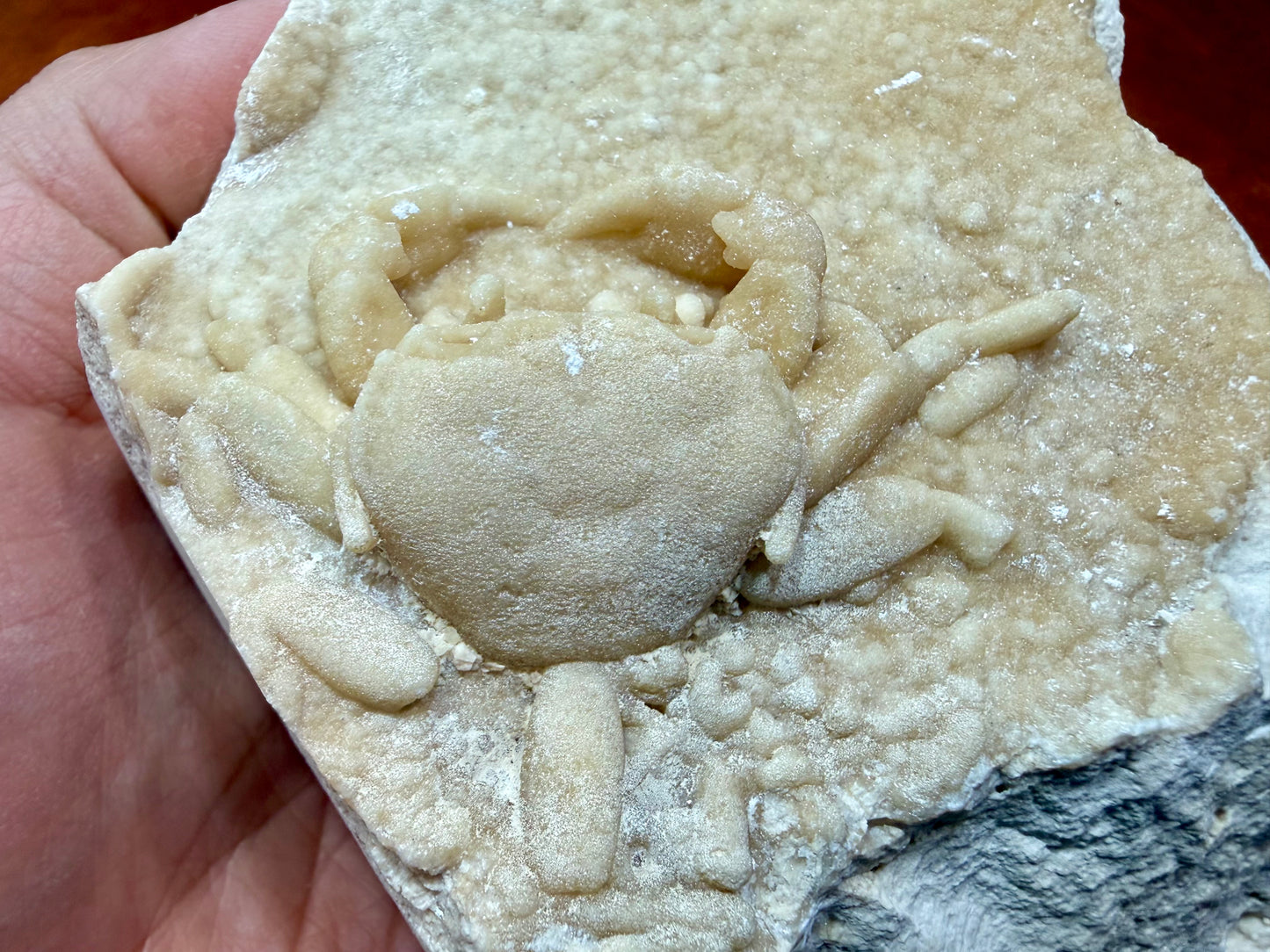 Potamon Fossilized Crab