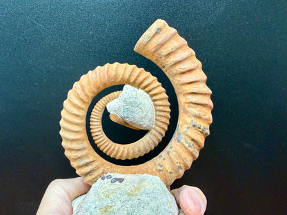 Anetoceras Ammonite