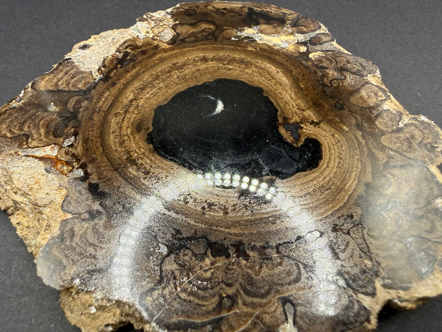 Stromatolite Petrified Wood