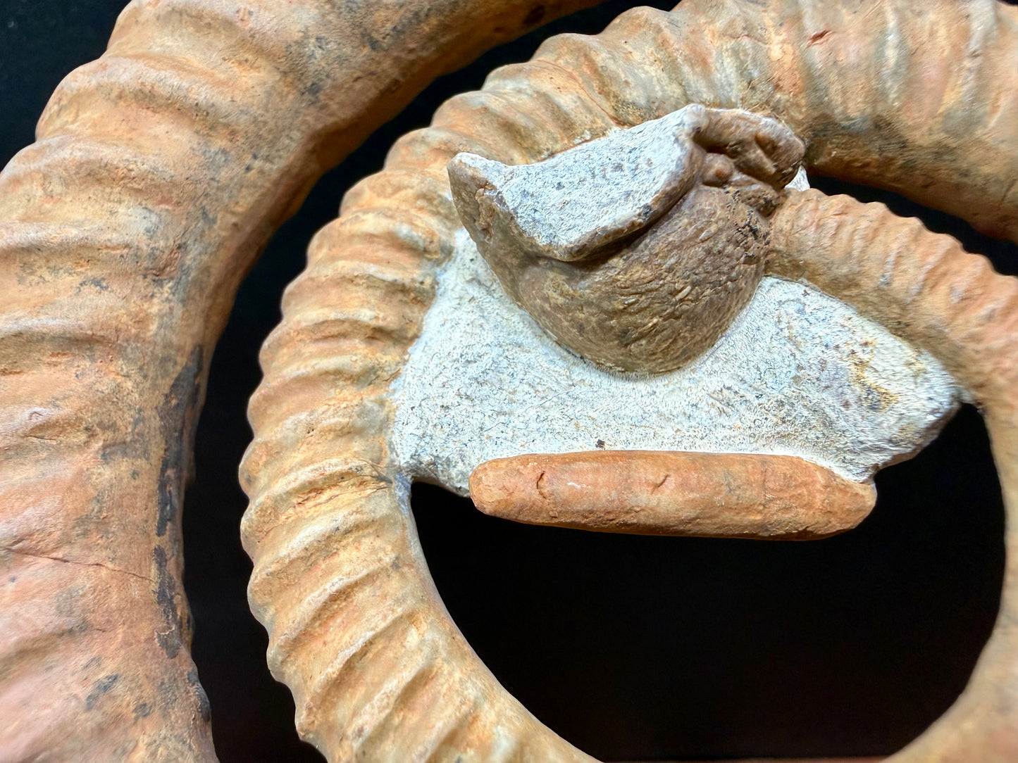 Anetoceras Ammonite