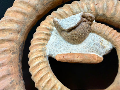 Anetoceras Ammonite