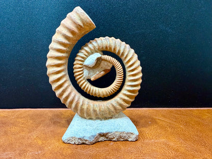 Anetoceras Ammonite