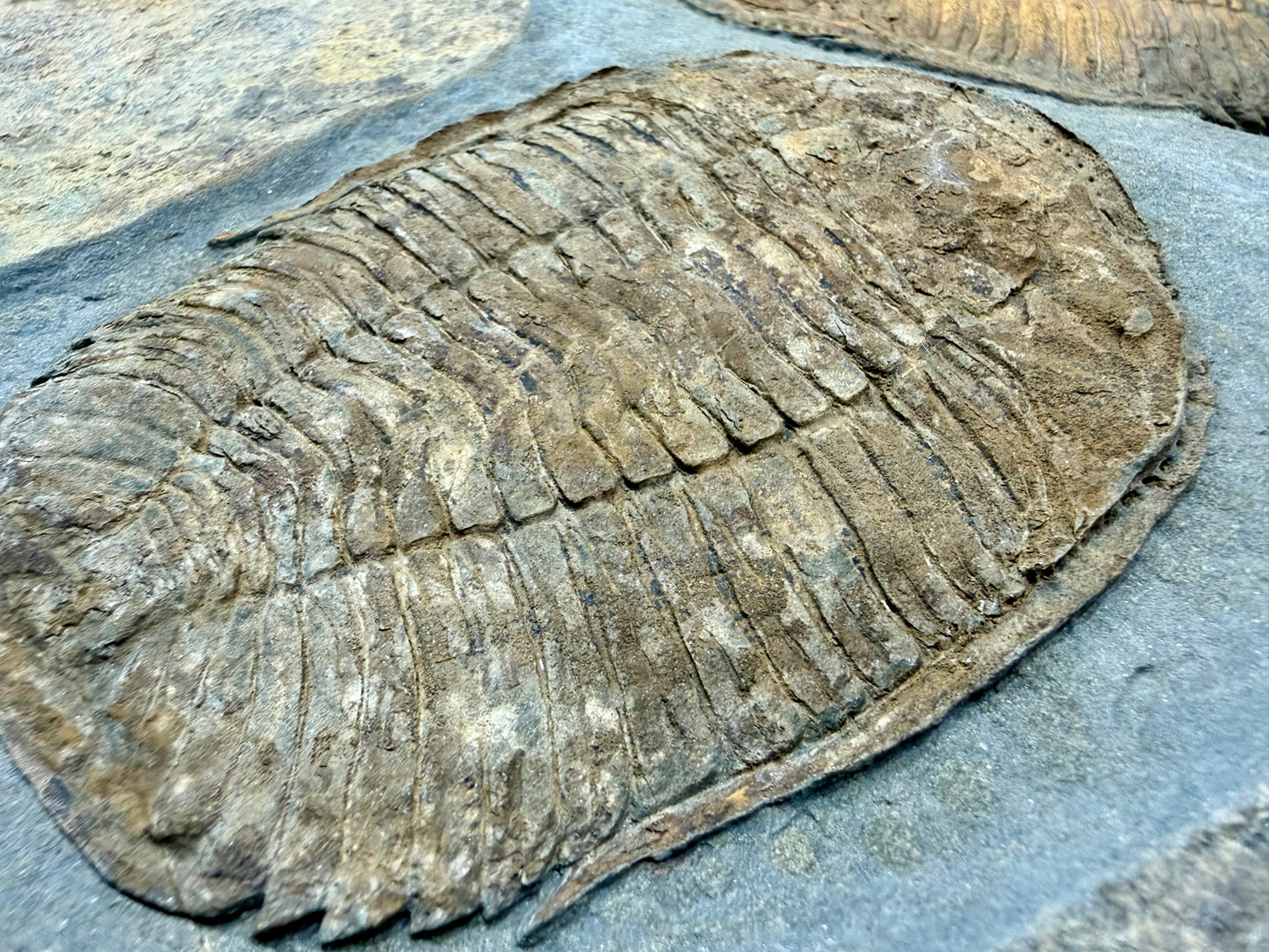 Prionocheilus Ordovician Trilobite