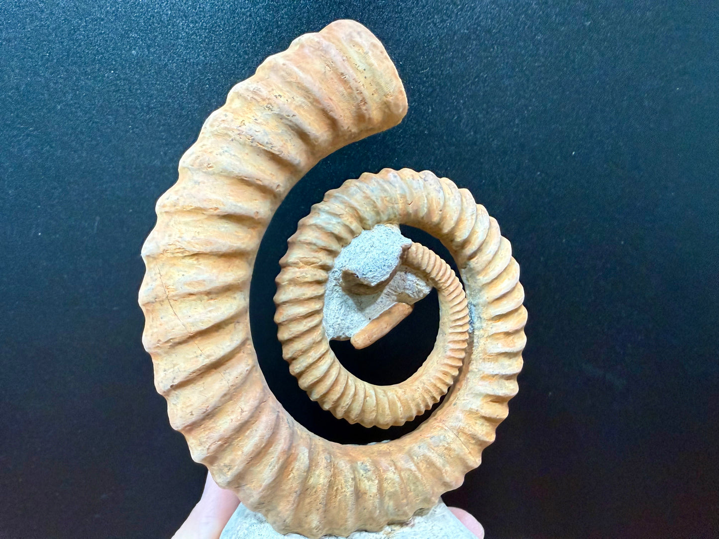 Anetoceras Ammonite