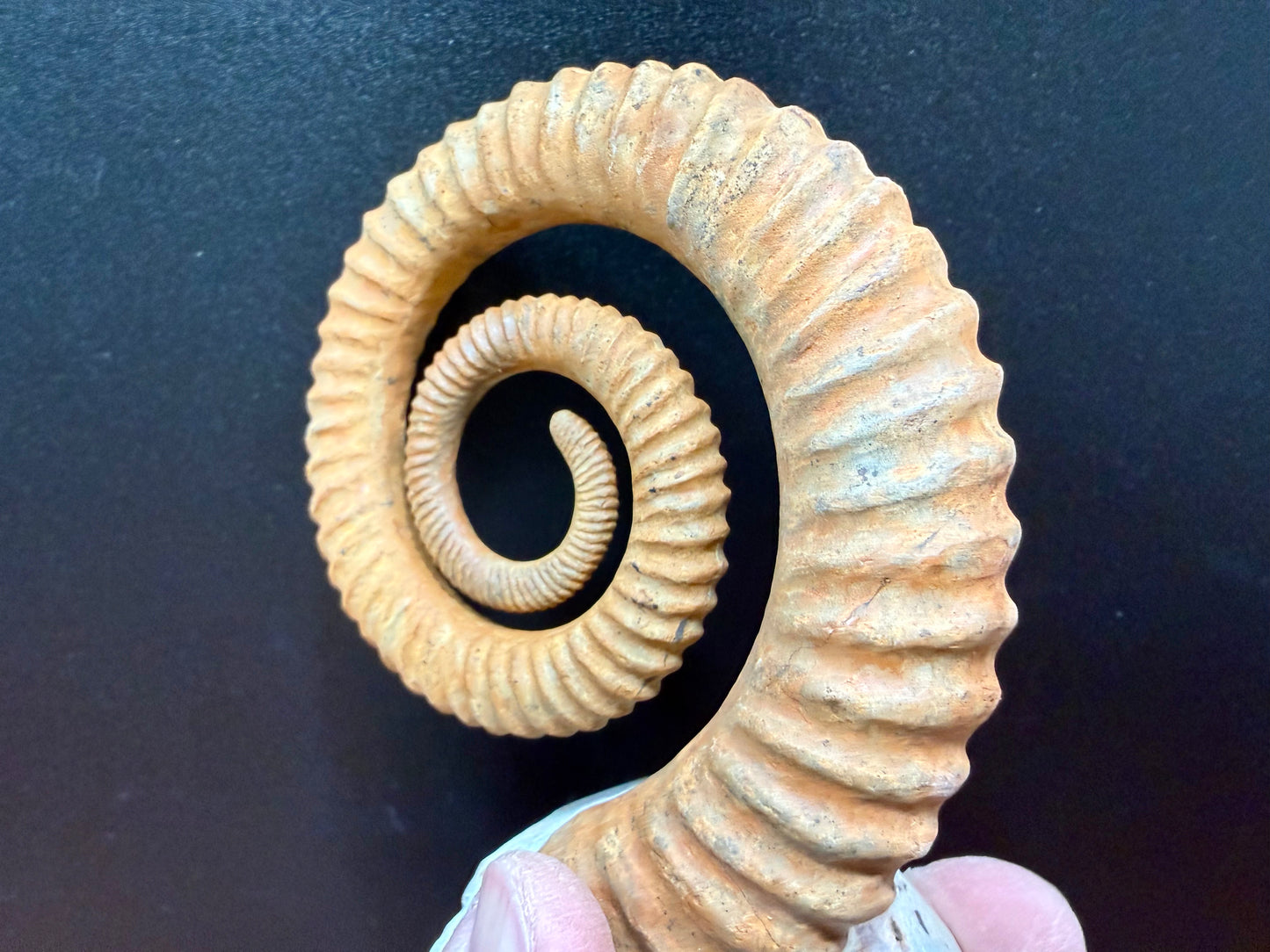 Anetoceras Ammonite