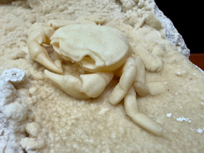 Potamon Fossilized Crab