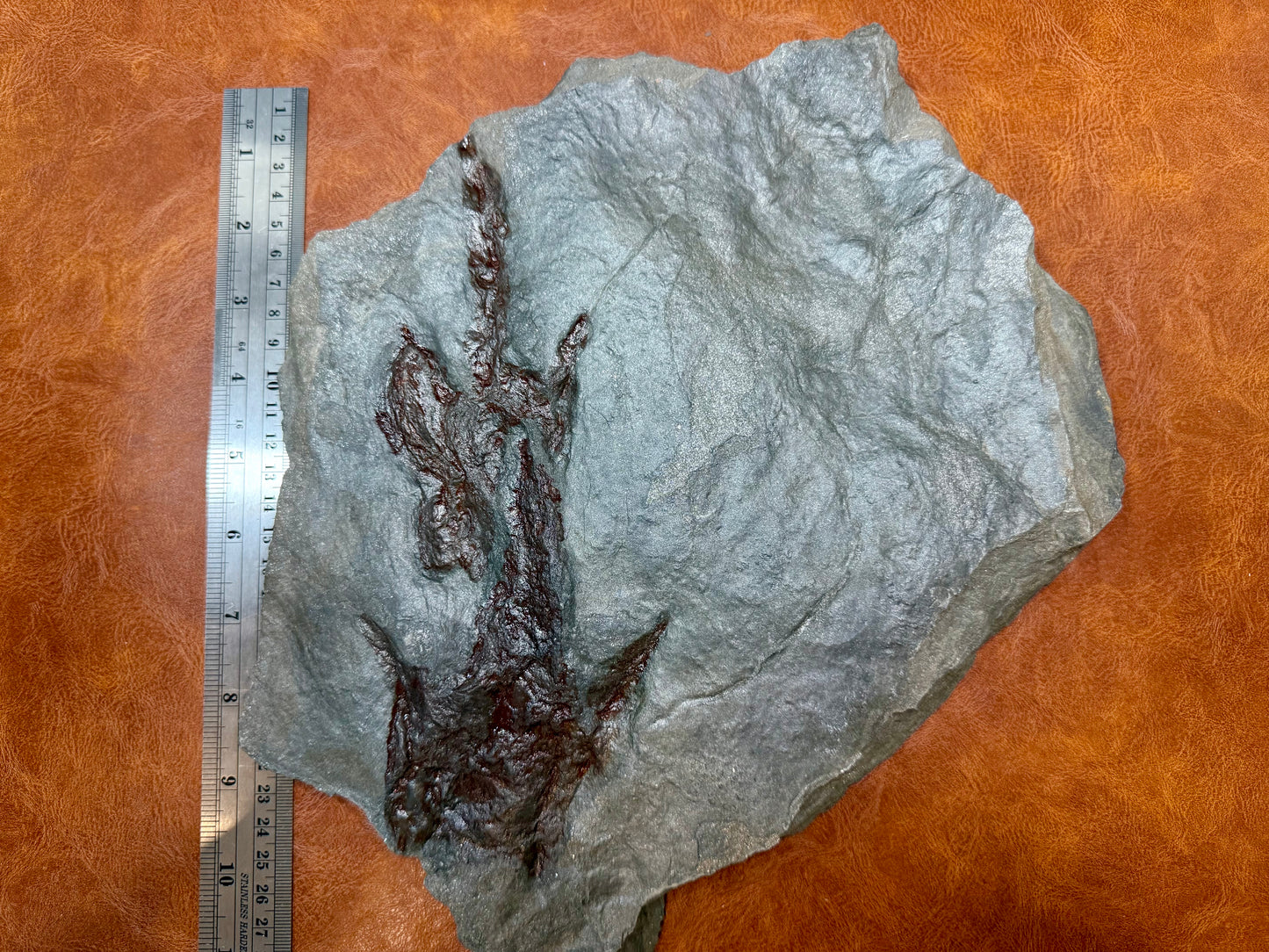 Dinosaur trace
