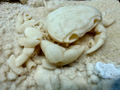 Potamon Fossilized Crab