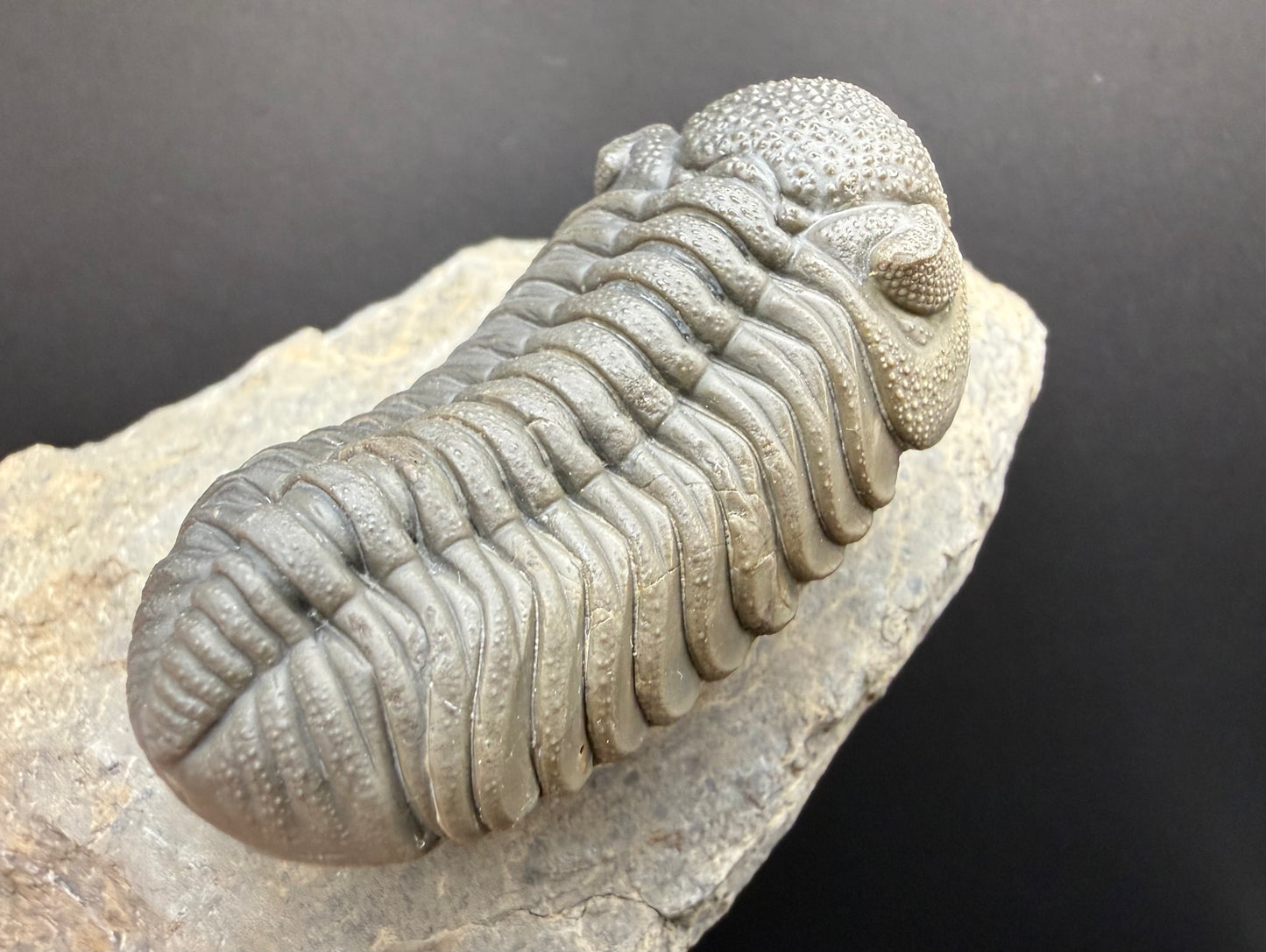Mocroccops Trilobite
