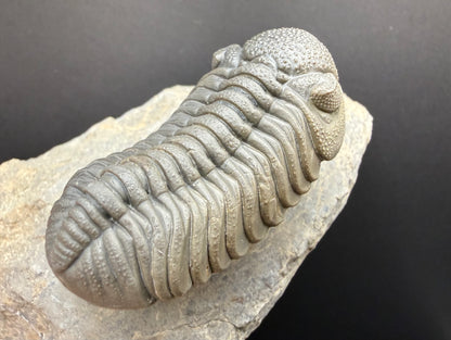 Mocroccops Trilobite