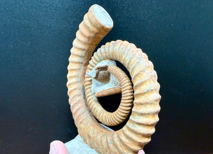 Anetoceras Ammonite