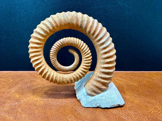Anetoceras Ammonite