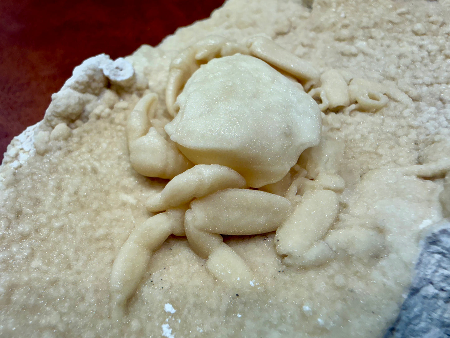 Potamon Fossilized Crab