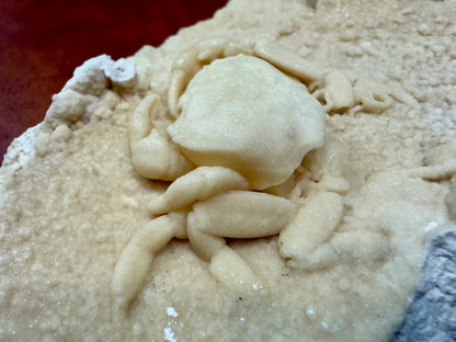 Potamon Fossilized Crab