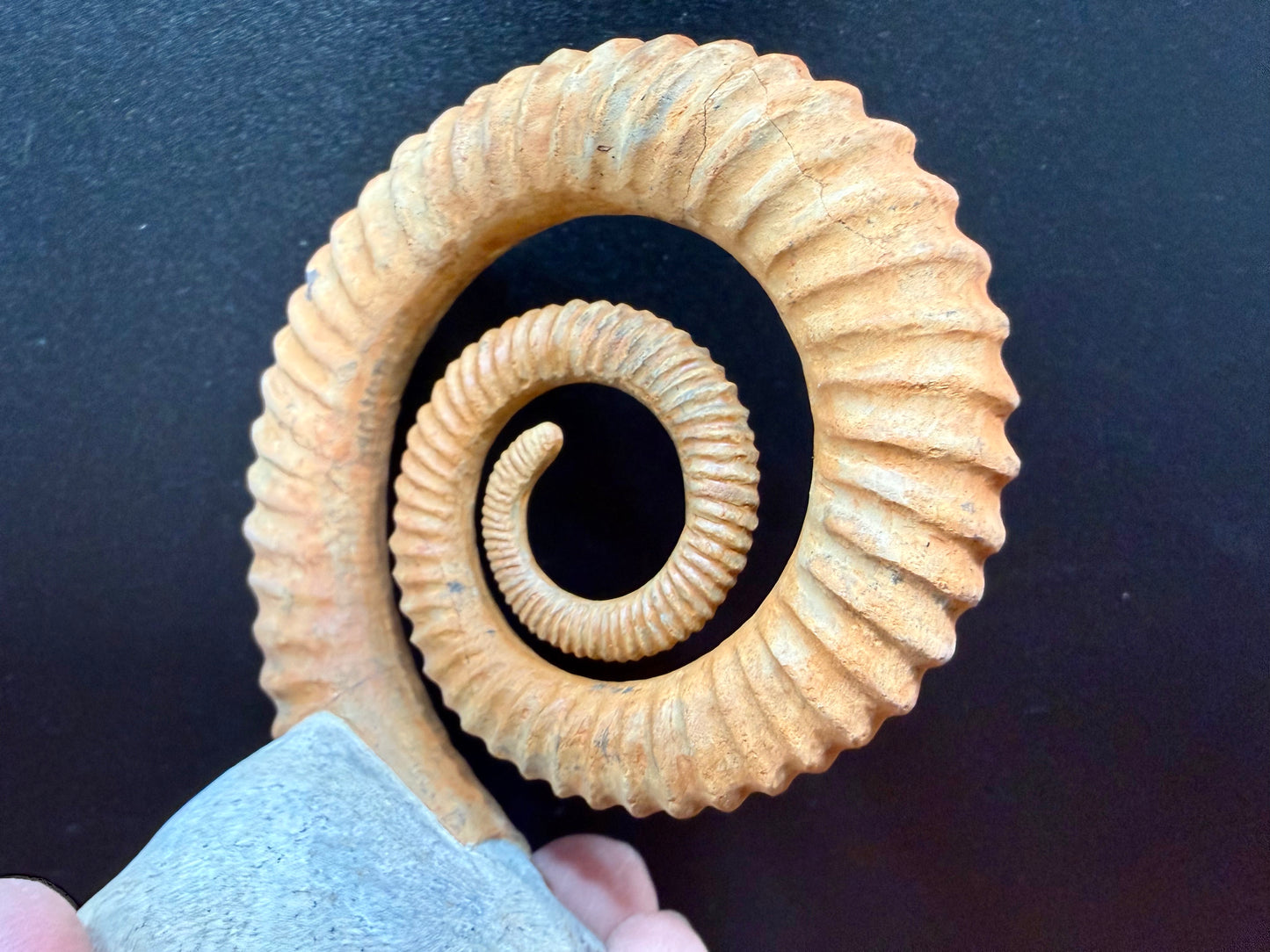 Anetoceras Ammonite