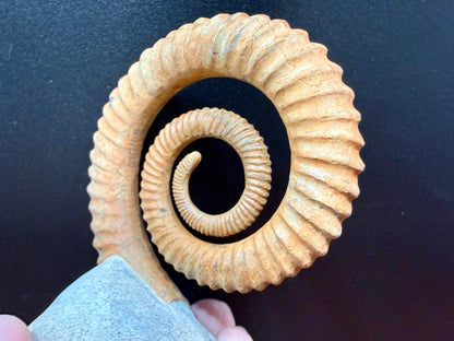 Anetoceras Ammonite