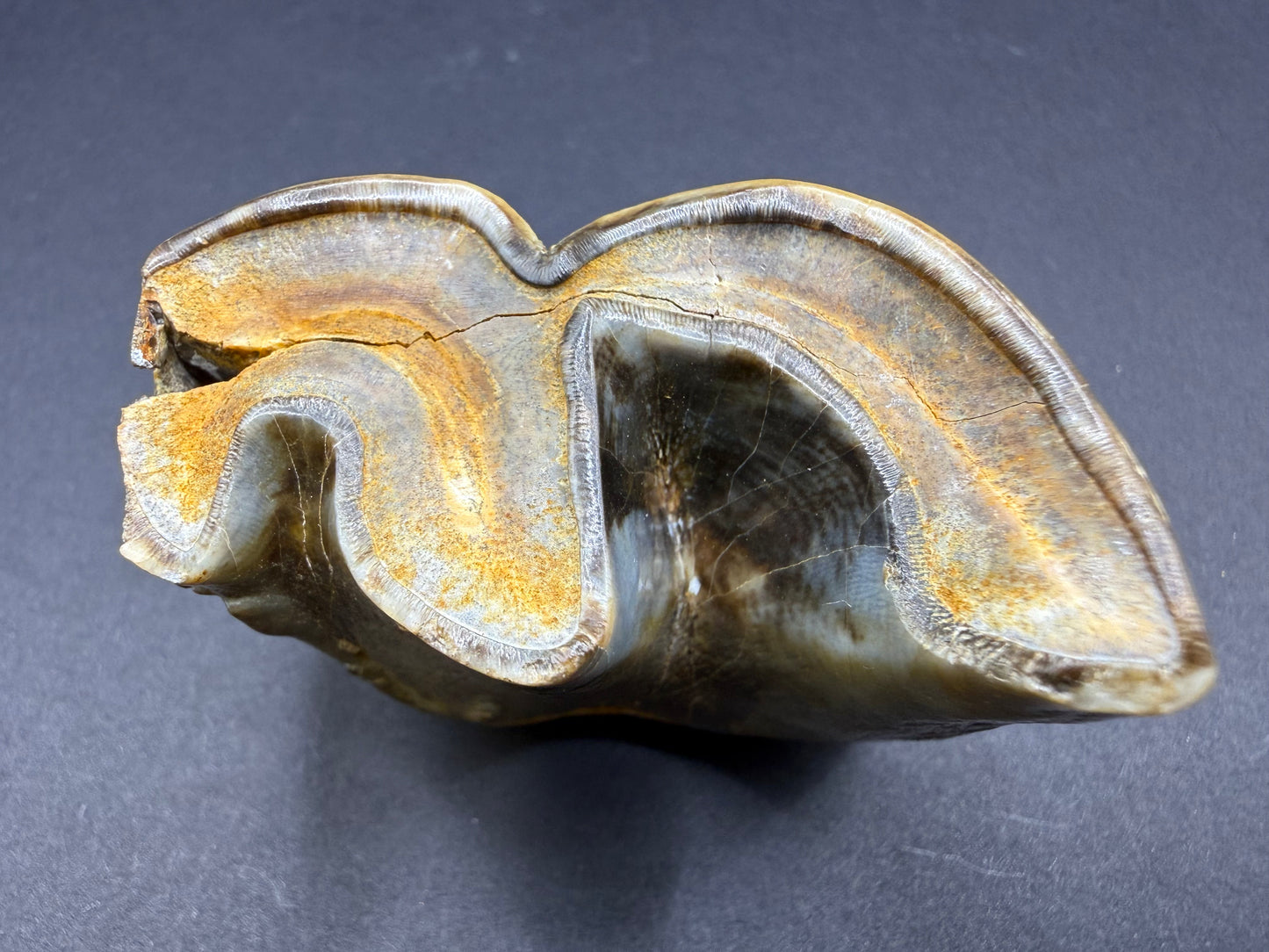 Rhino Tooth