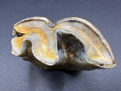 Rhino Tooth