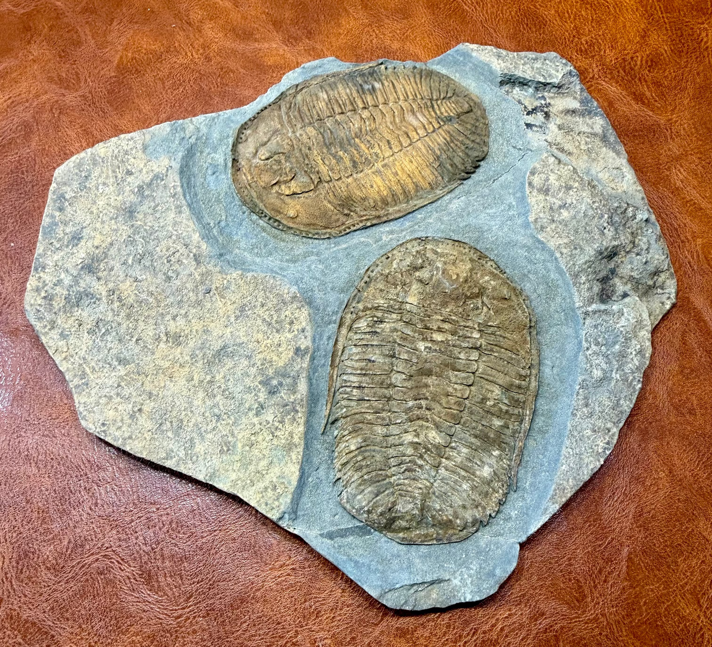 Prionocheilus Ordovician Trilobite