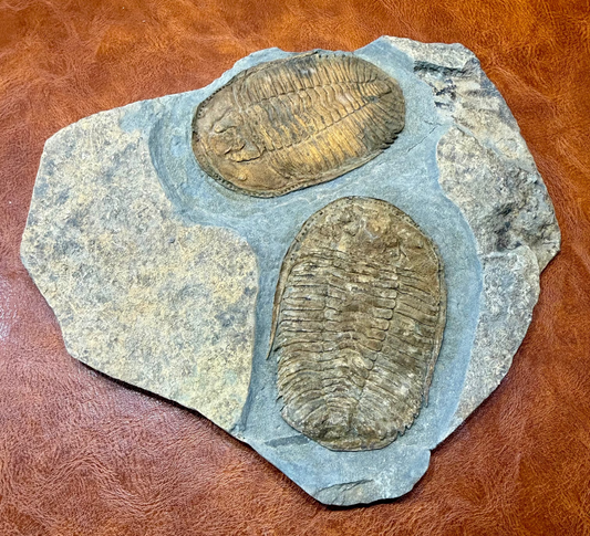 Prionocheilus Ordovician Trilobite