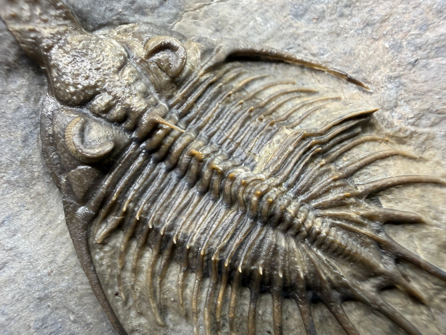 Psychopyge Trilobite