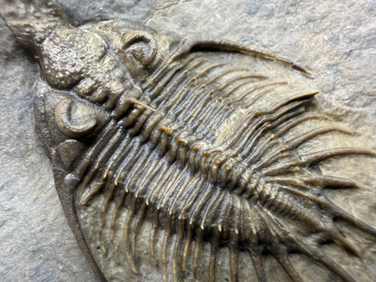 Psychopyge Trilobite