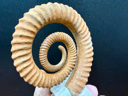 Anetoceras Ammonite