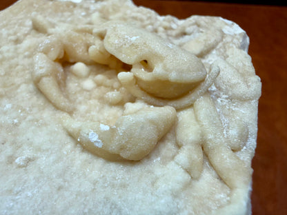 Potamon Fossilized Crab