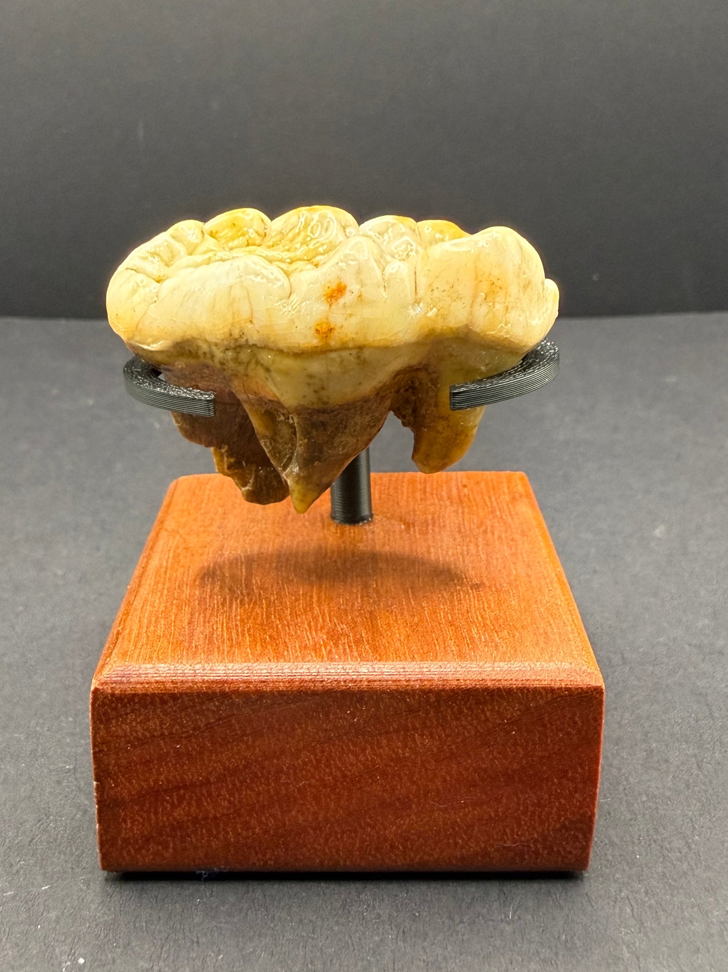 Cave Bear Tooth