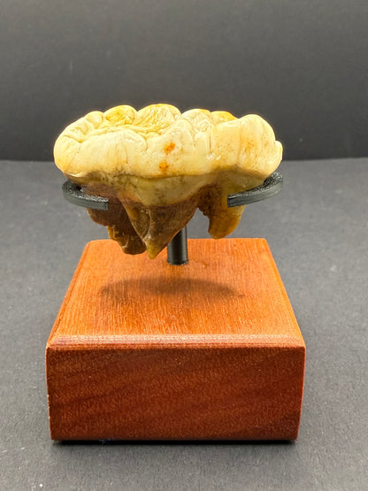 Cave Bear Tooth