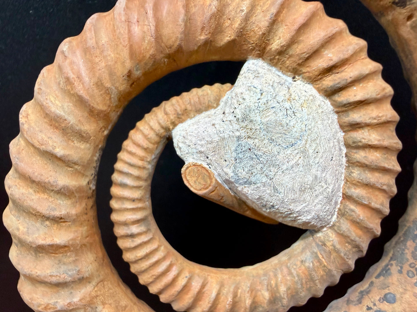 Anetoceras Ammonite